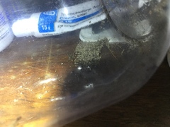 Allonemobius fasciatus