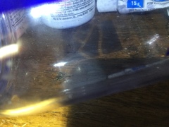 Allonemobius fasciatus