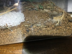 Allonemobius fasciatus