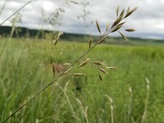 Festuca campestris