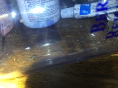 Allonemobius fasciatus