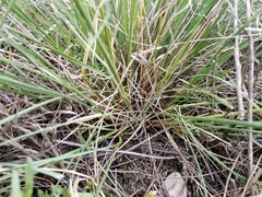 Festuca campestris