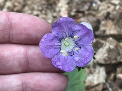 Phacelia grandiflora