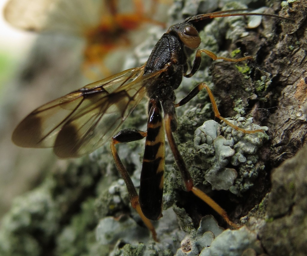 Ibalia anceps
