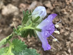 Phacelia grandiflora