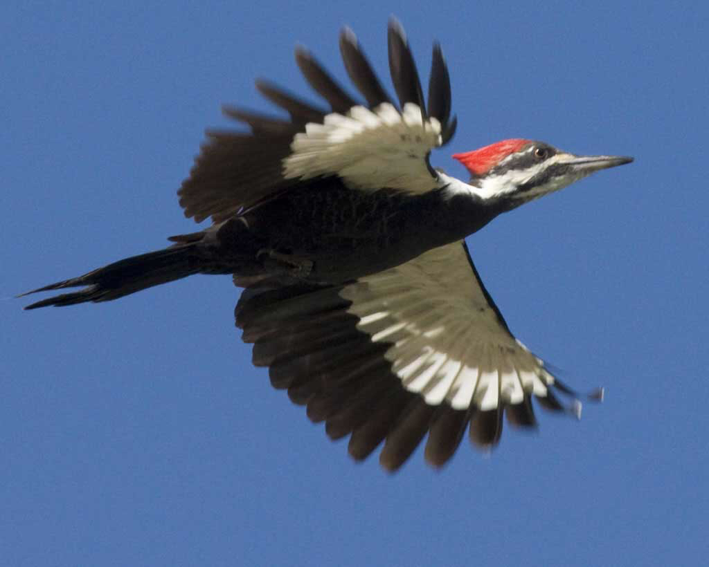 Pileated Woodpecker (Dryocopus pileatus) · iNaturalist