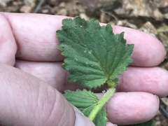 Phacelia grandiflora
