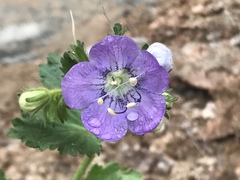 Phacelia grandiflora