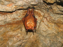 Myotis rufoniger
