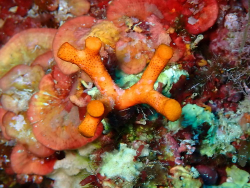 False Coral, photo 3 of 10