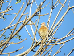 Urocolius indicus transvaalensis