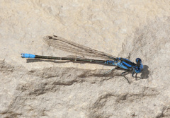 Argia alberta