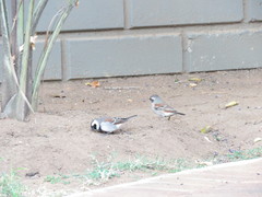 Passer melanurus vicinus