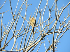 Urocolius indicus transvaalensis