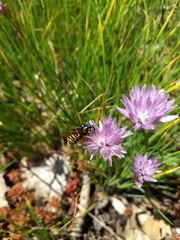 Temnostoma alternans