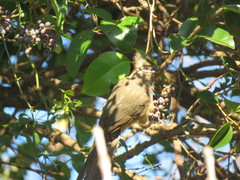 Colius striatus minor