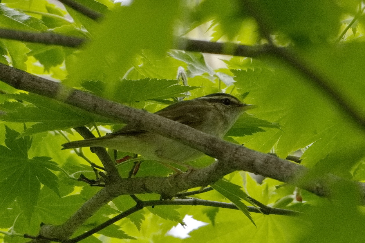 Pale-legged Leaf Warbler