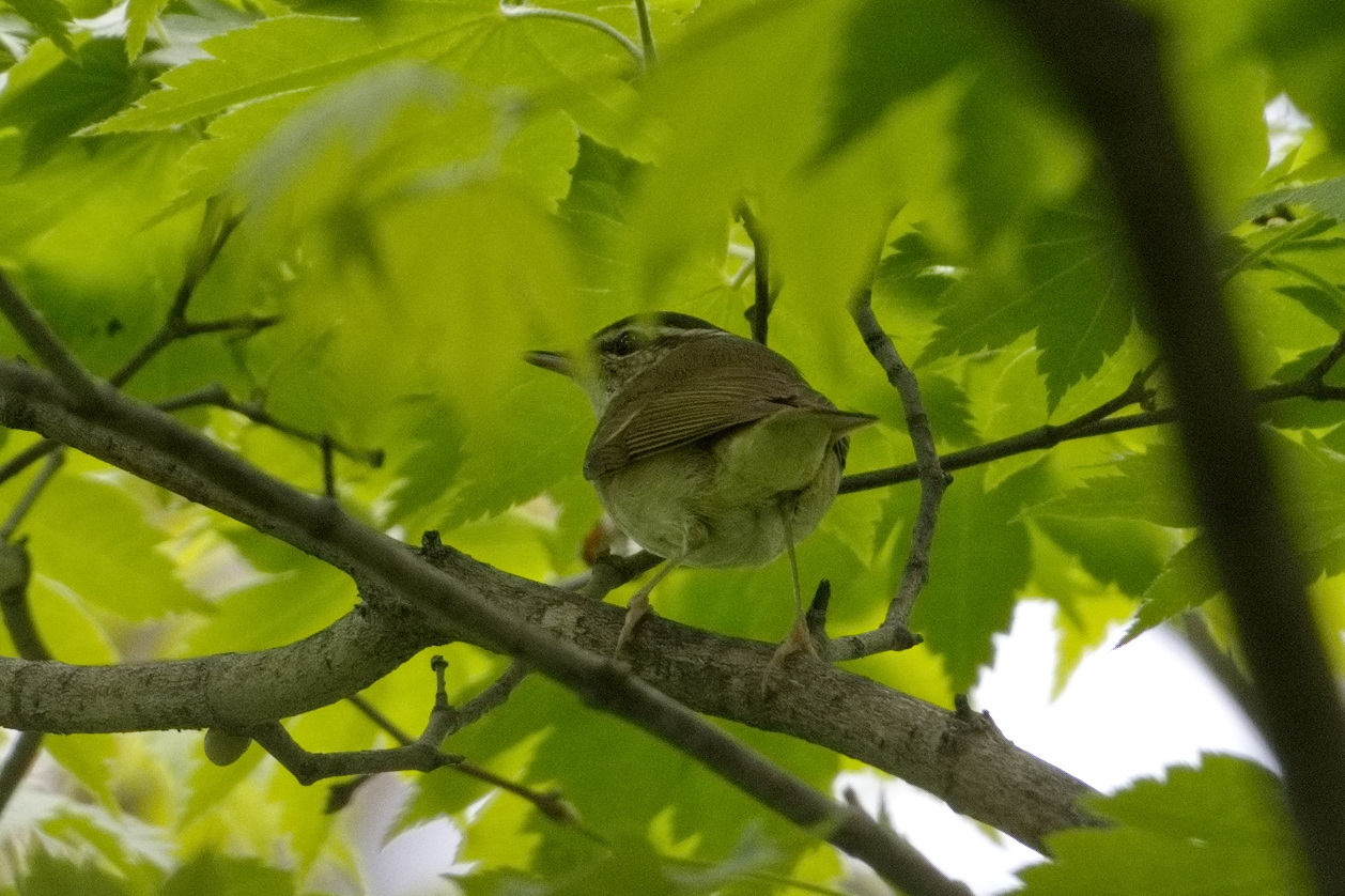 Pale-legged Leaf Warbler