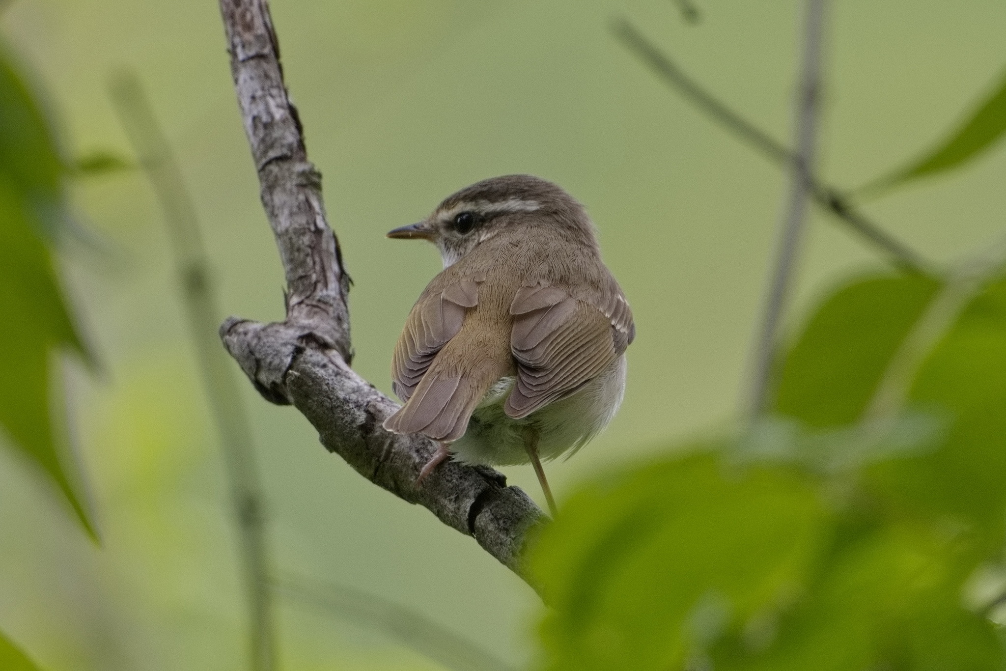 Pale-legged Leaf Warbler