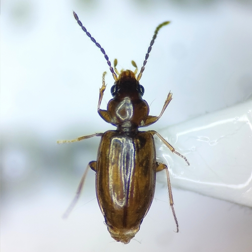 Tachys bistriatus