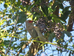 Urocolius indicus transvaalensis