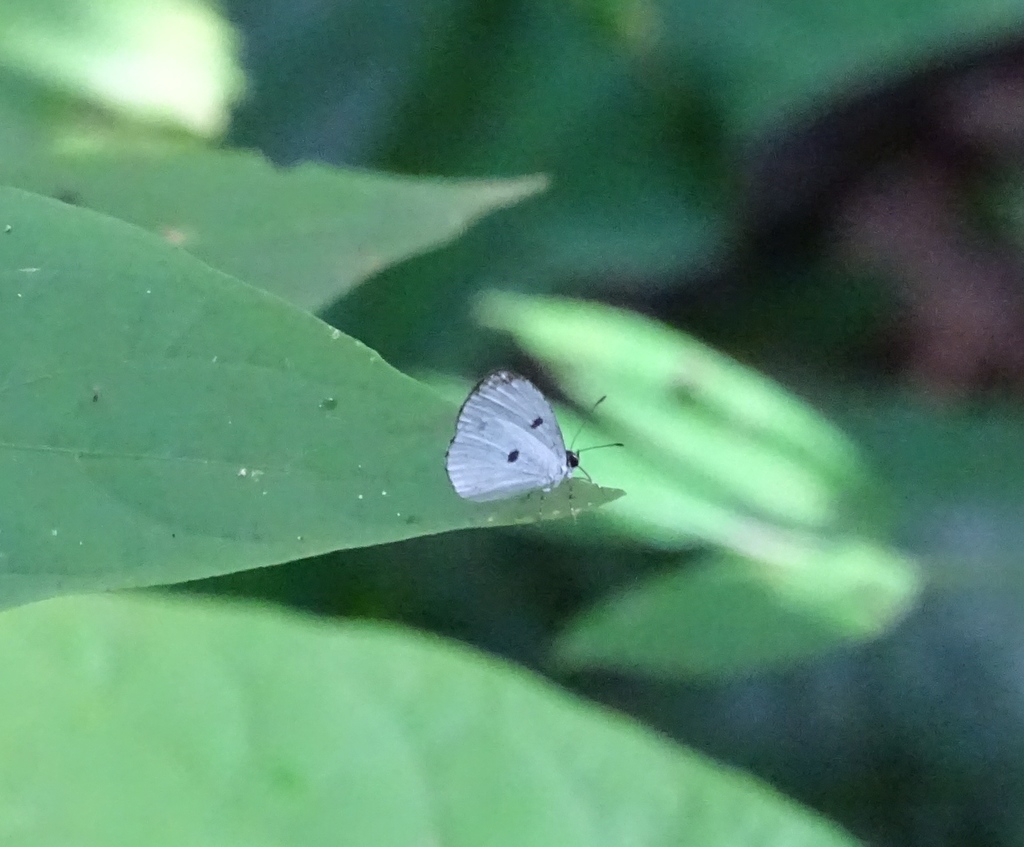 Tetrarhanis ilma