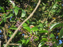 Urocolius indicus transvaalensis