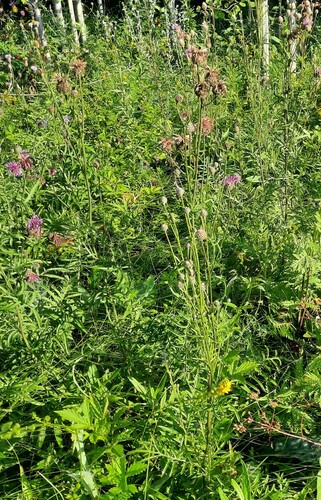 Greater Knapweed
