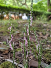 Spiranthes sinensis