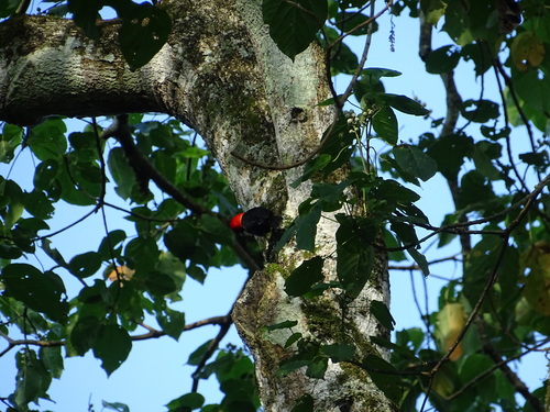 Red-headed Malimbe (Malimbus rubricollis), photo 10