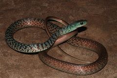 Hughes' Green Snake photo 1