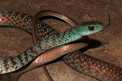 Hughes' Green Snake photo 2