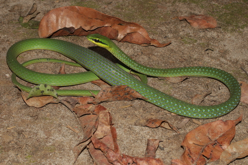Emerald Snake
