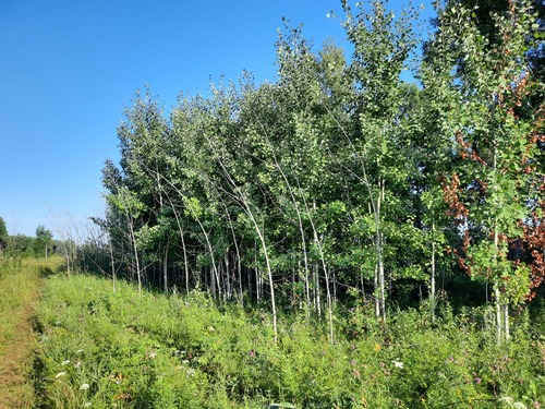 European aspen