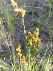 Carex crawfordii