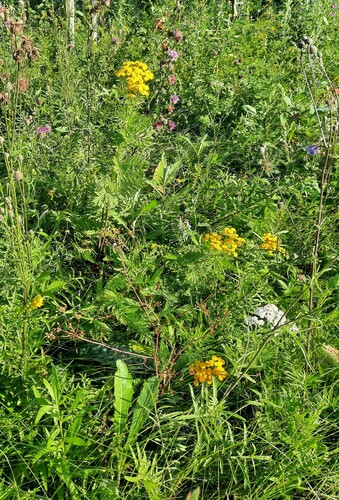tansy