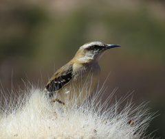 Brown-Backed Mockingbird photo 1