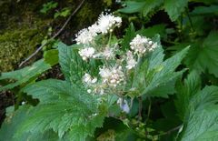 Filipendula occidentalis