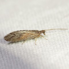 Micromus variolosus