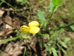 Crotalaria sagittalis