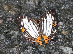 Cyrestis maenalis