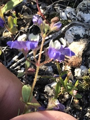 Collinsia torreyi