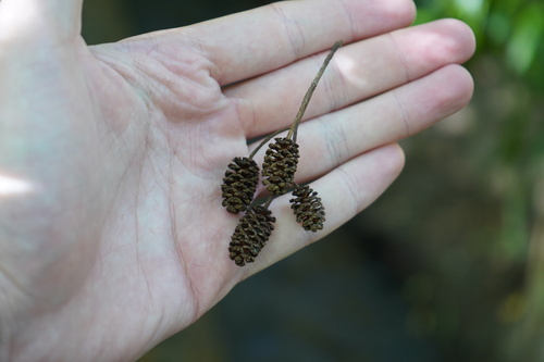 Image of Alnus lusitanica by (c) Diego Rodríguez Hernández, some rights reserved (CC BY)