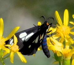 Gnophaela latipennis