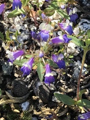 Collinsia torreyi