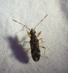Neopamera albocincta