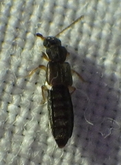 Oxytelinae