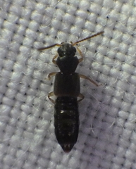 Oxytelinae