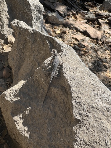 iNaturalist observation photo of Western Fence Lizard