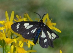 Gnophaela latipennis